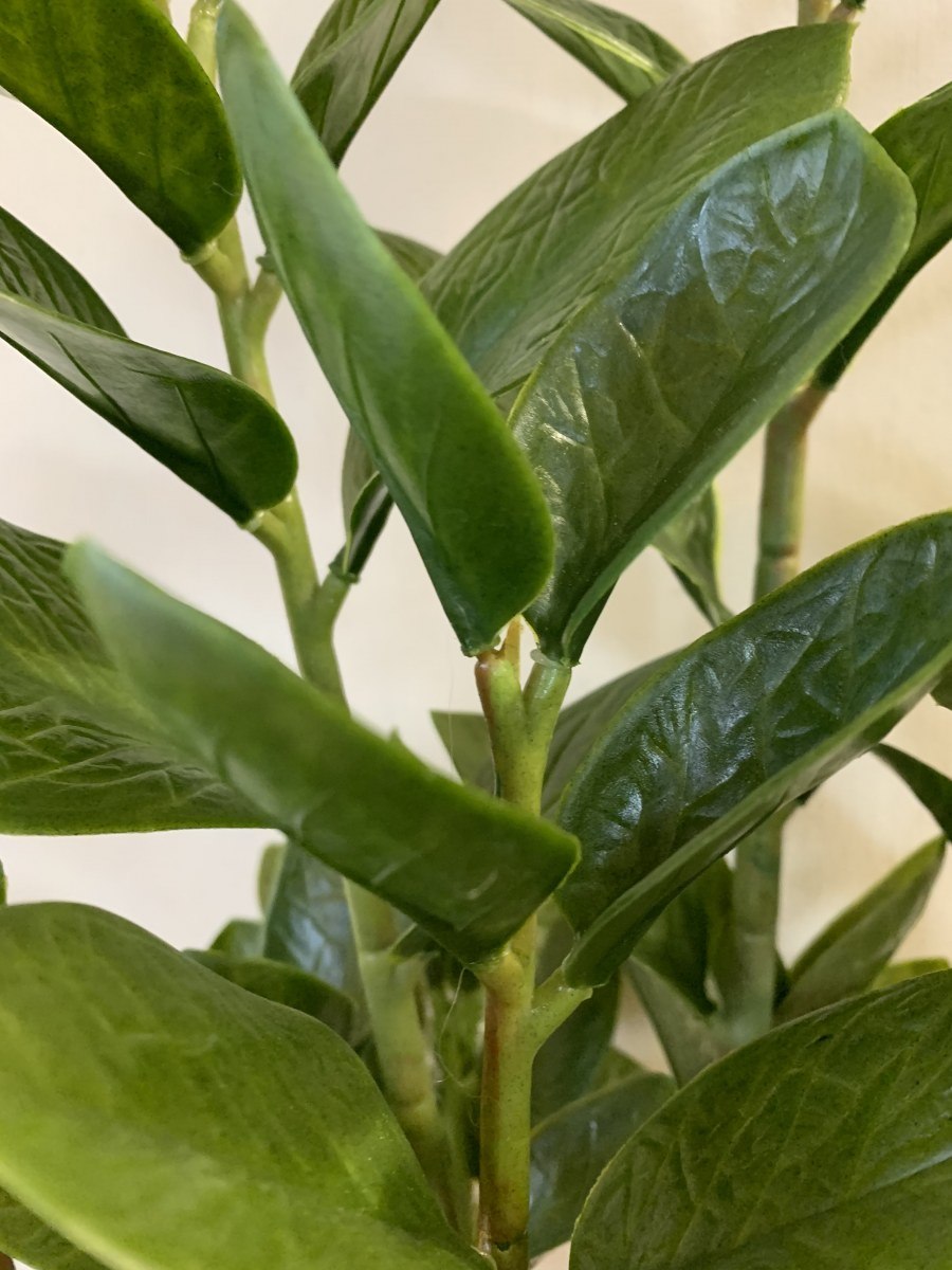 Замиокулькас светлеют листья