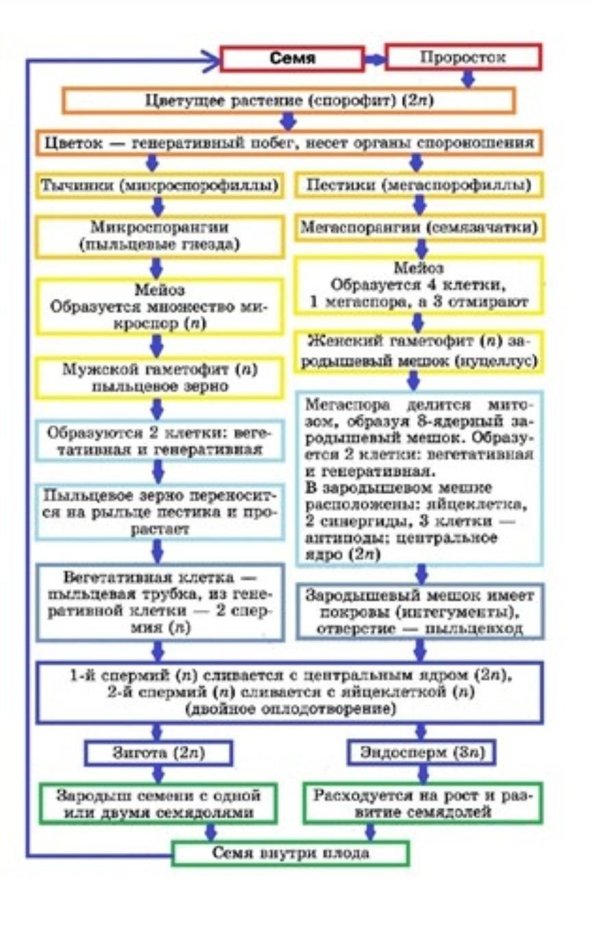 Особенности жизненного цикла покрытосеменных. Цикл развития покрытосеменных схема. Жизненный цикл покрытосеменных растений схема. Жизненный цикл развития покрытосеменных схема. Жизненный цикл покрытосеменных схема ЕГЭ.