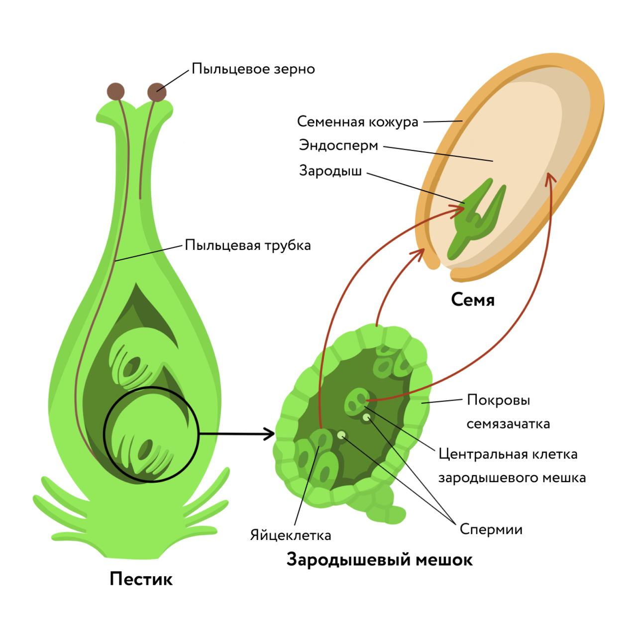 Спермии сосны образуются в результате. Зародышевый мешок покрытосеменных растений. Двойное оплодотворение у покрытосеменных схема. Строение семязачатка цветковых растений. Строение зародышевого мешка у покрытосеменных.