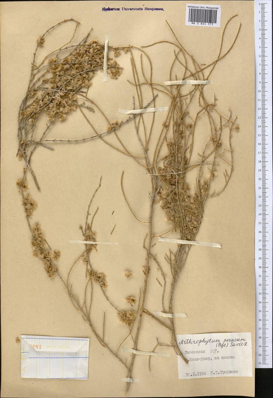 Саксаул Алматы