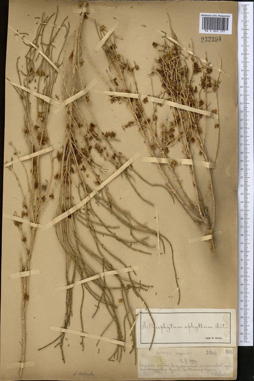 Австралии джузгун