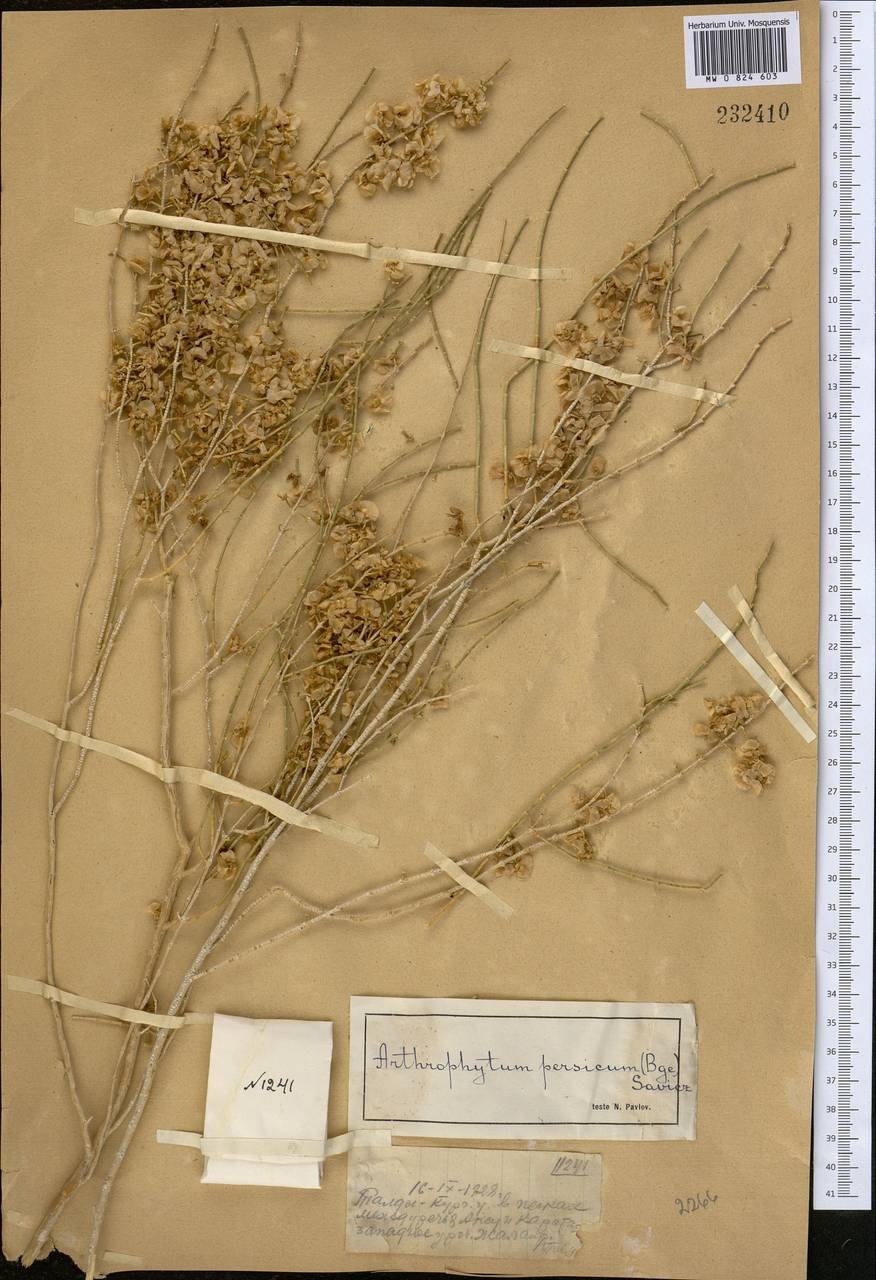 Саксаул черный Haloxylon aphyllum