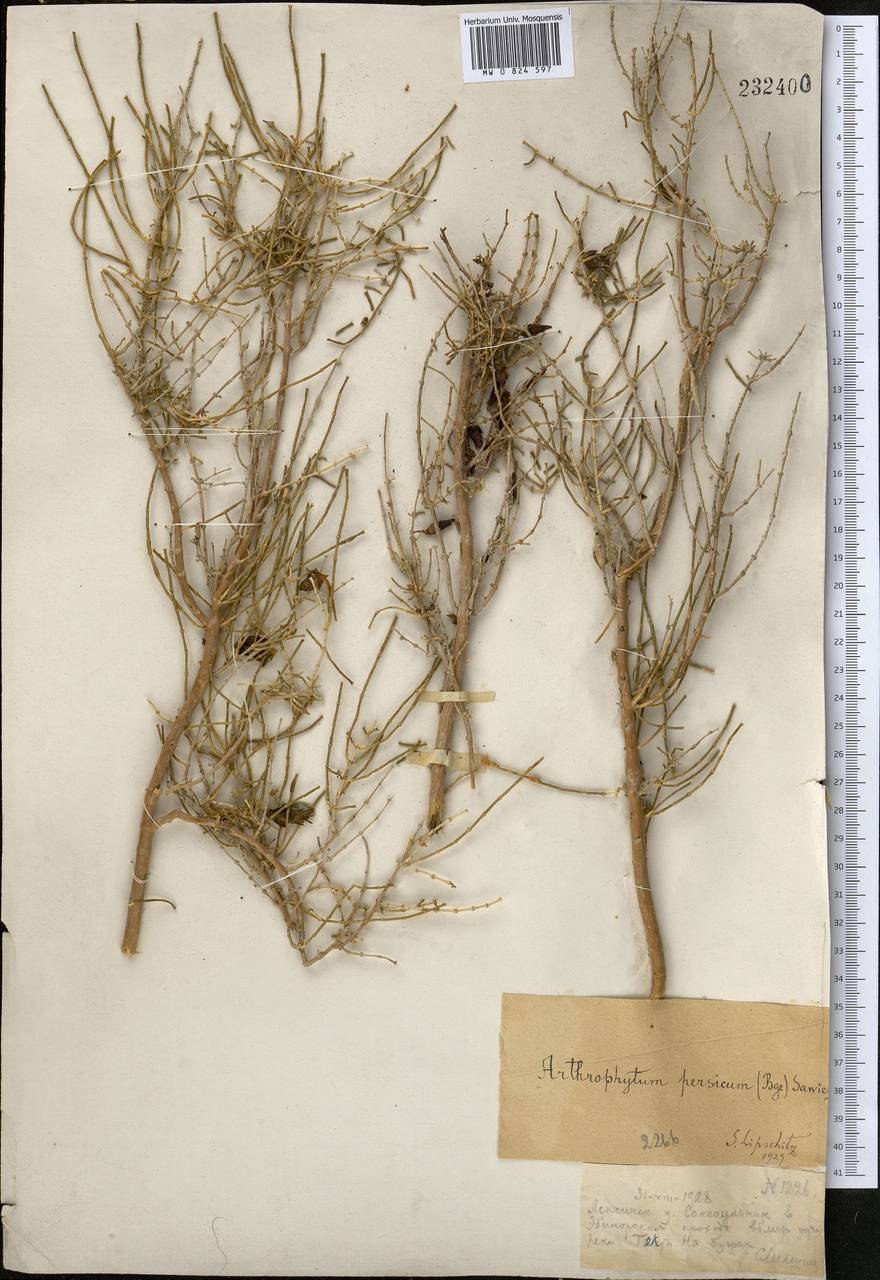 Тополь туранга