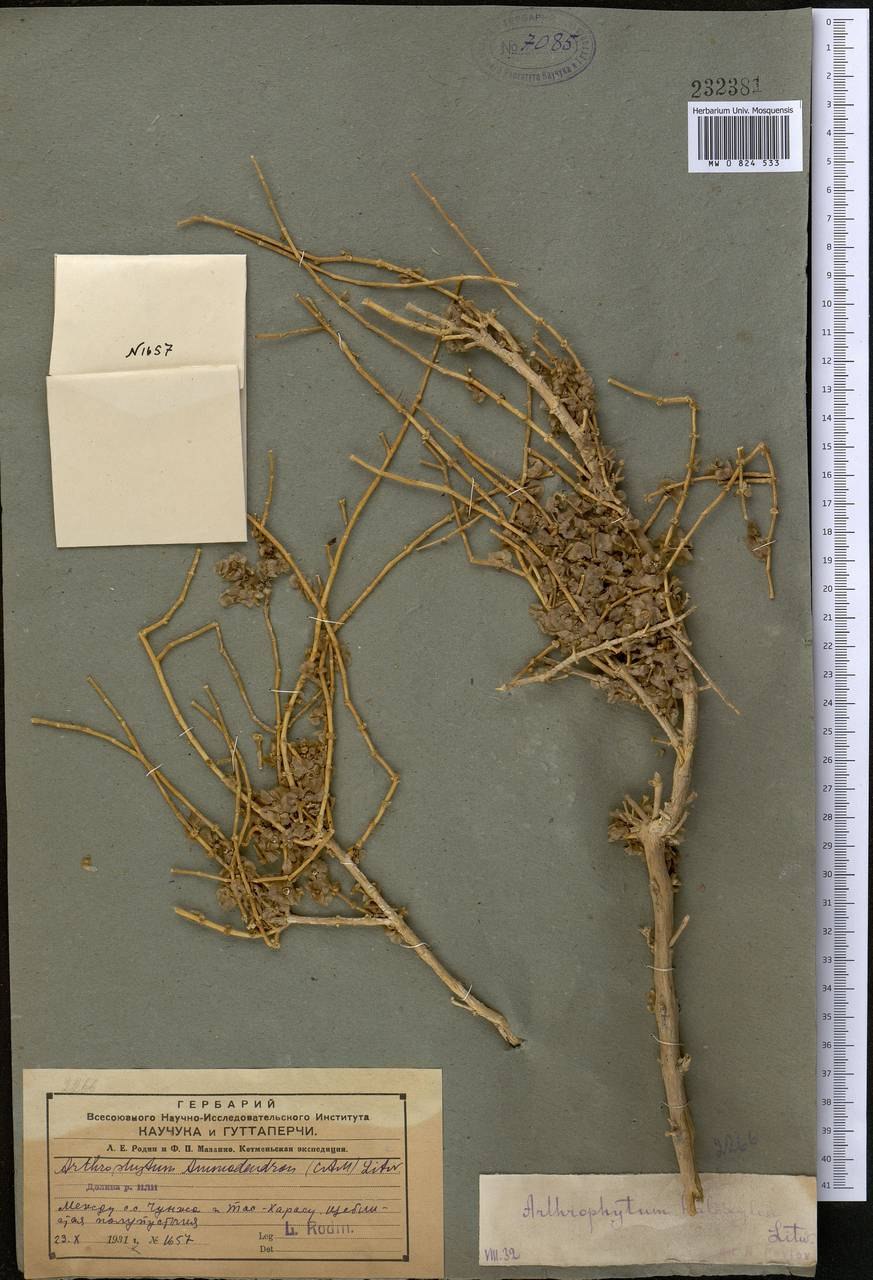 Саксаул Зайсанский