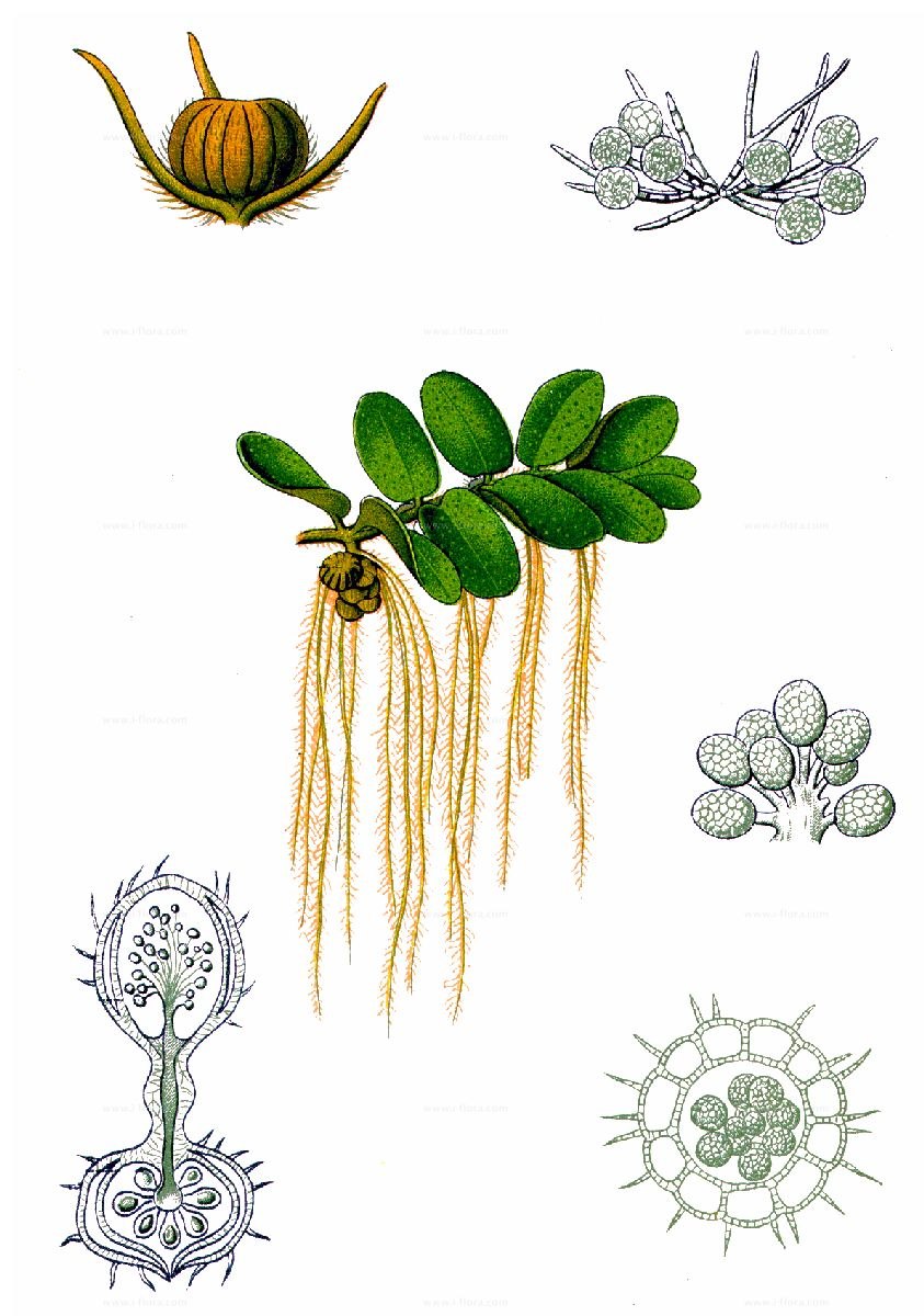 Сорусы сальвинии