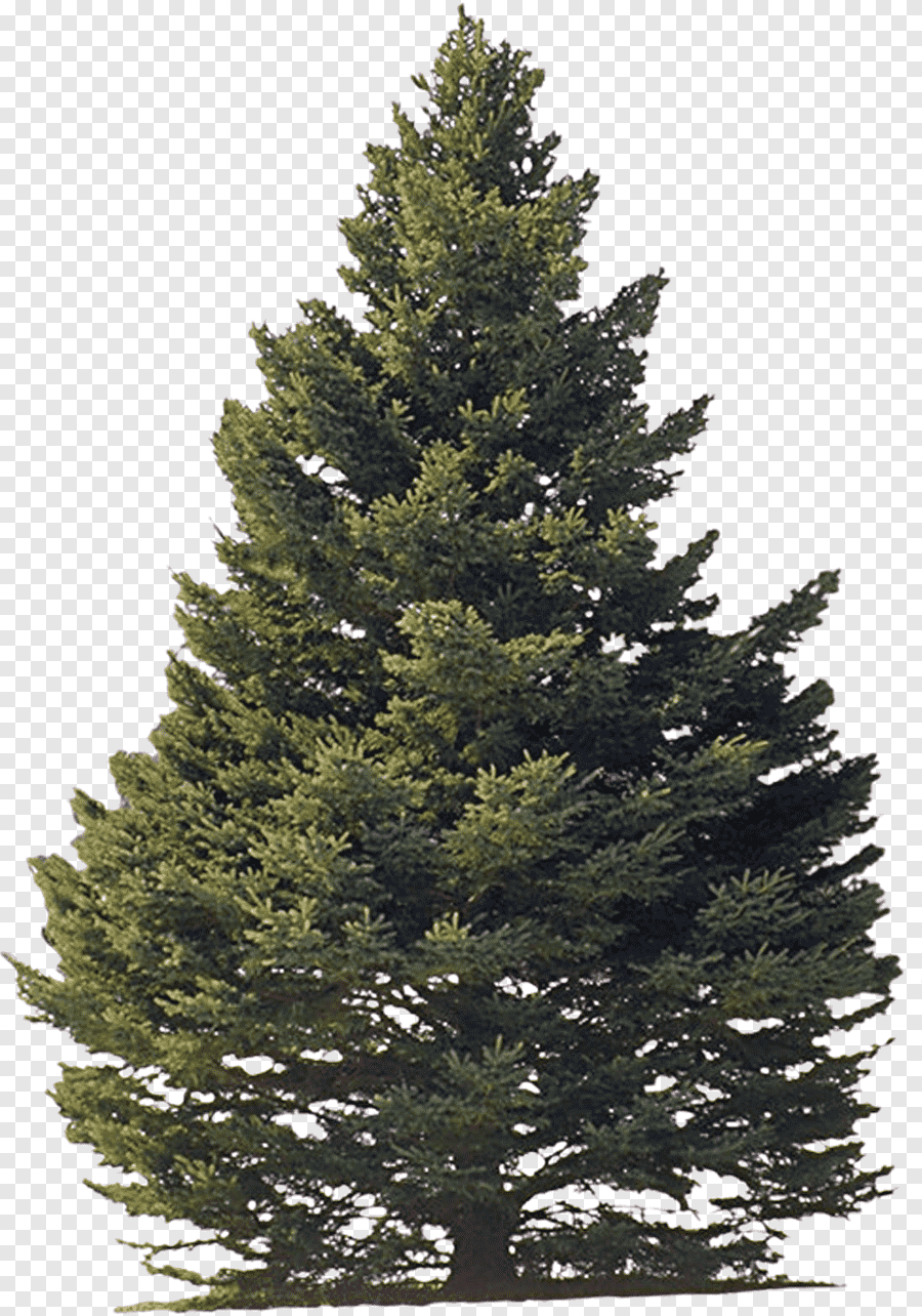 Сосна обыкновенная пихты