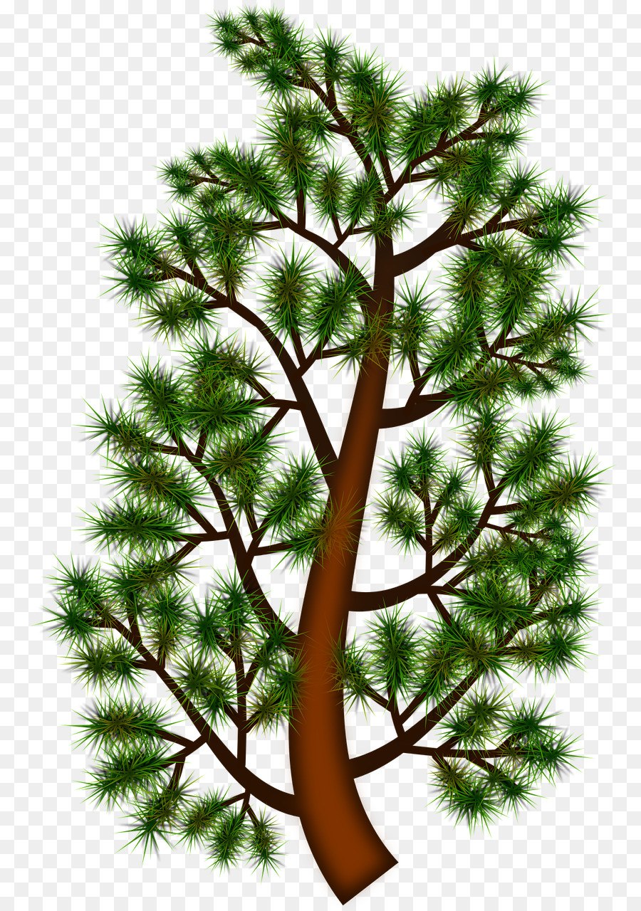Loblolly Pine Tree Branch