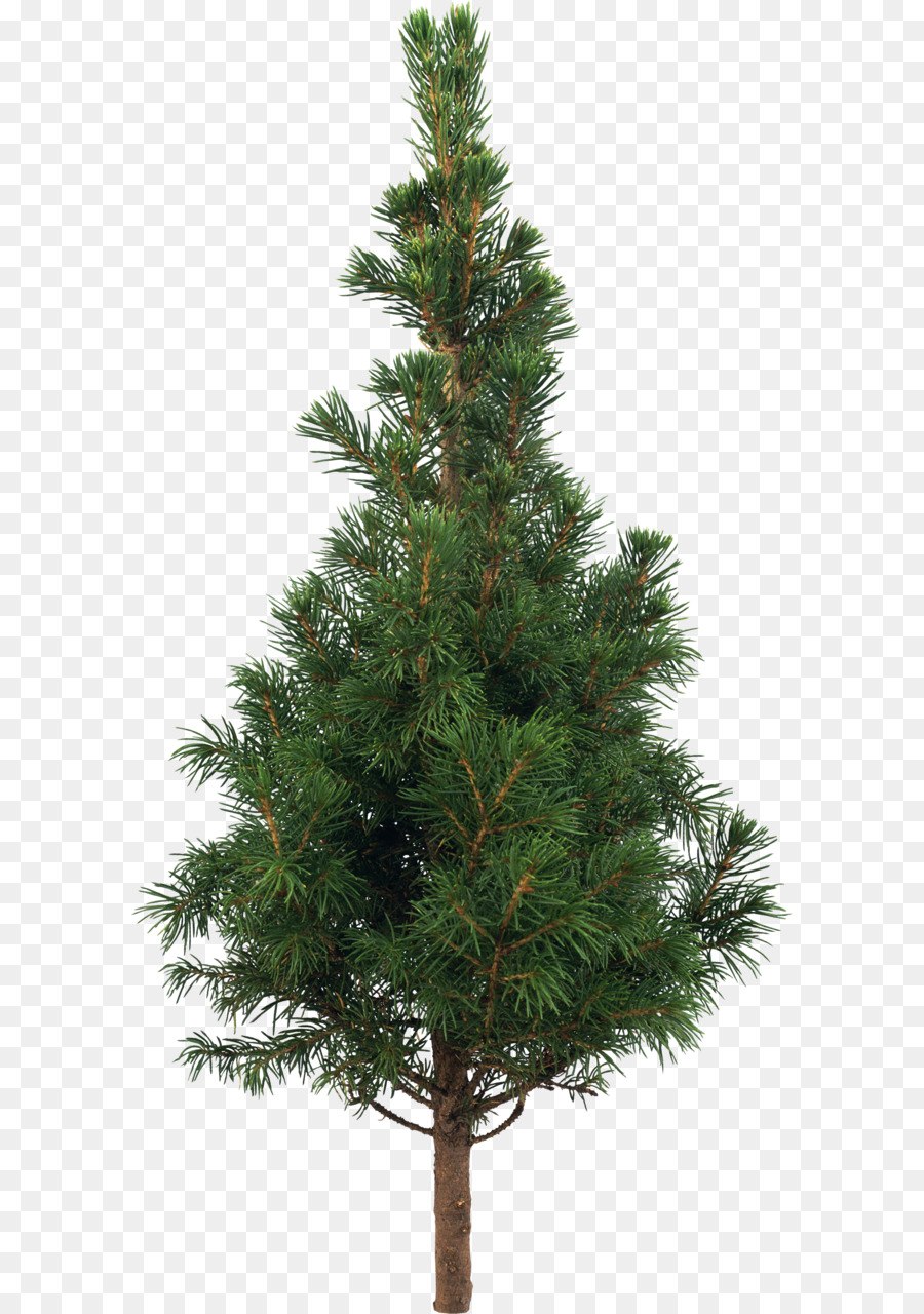 Хвойные деревья без фона