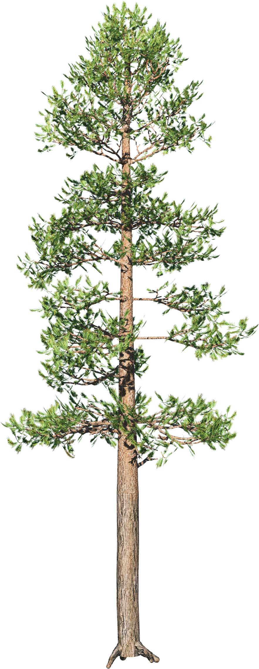 Дерево сосна на прозрачном фоне