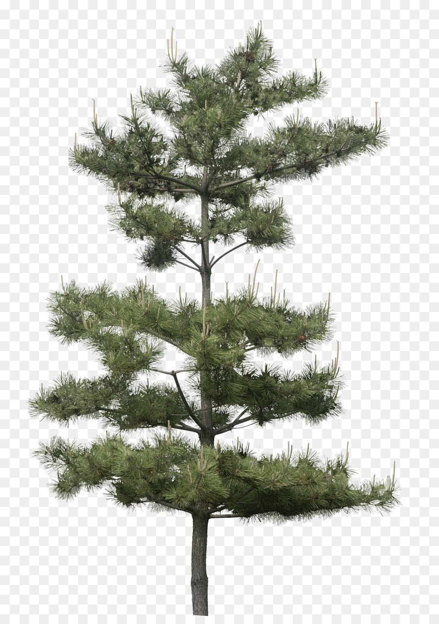 Дерево сосна