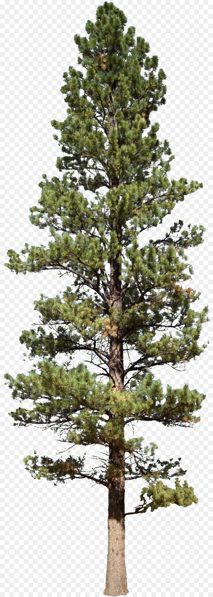 Сосна на белом фоне