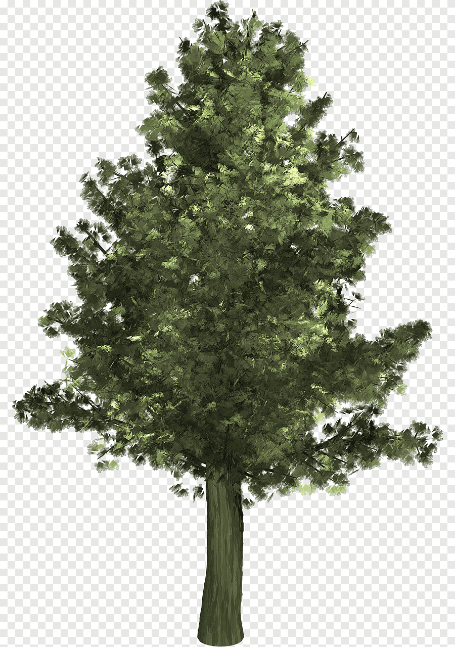 Хвойные деревья без фона