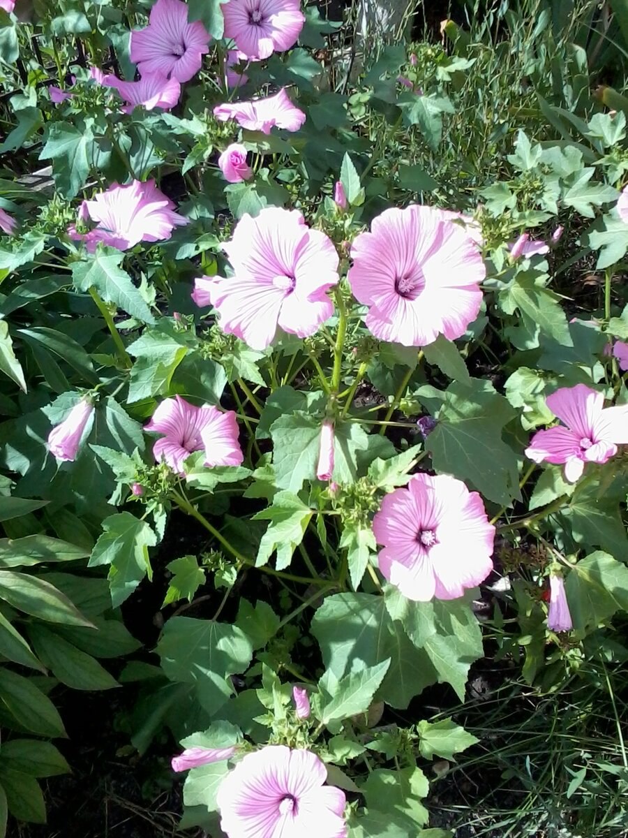 Лаватера рубиновый ковер