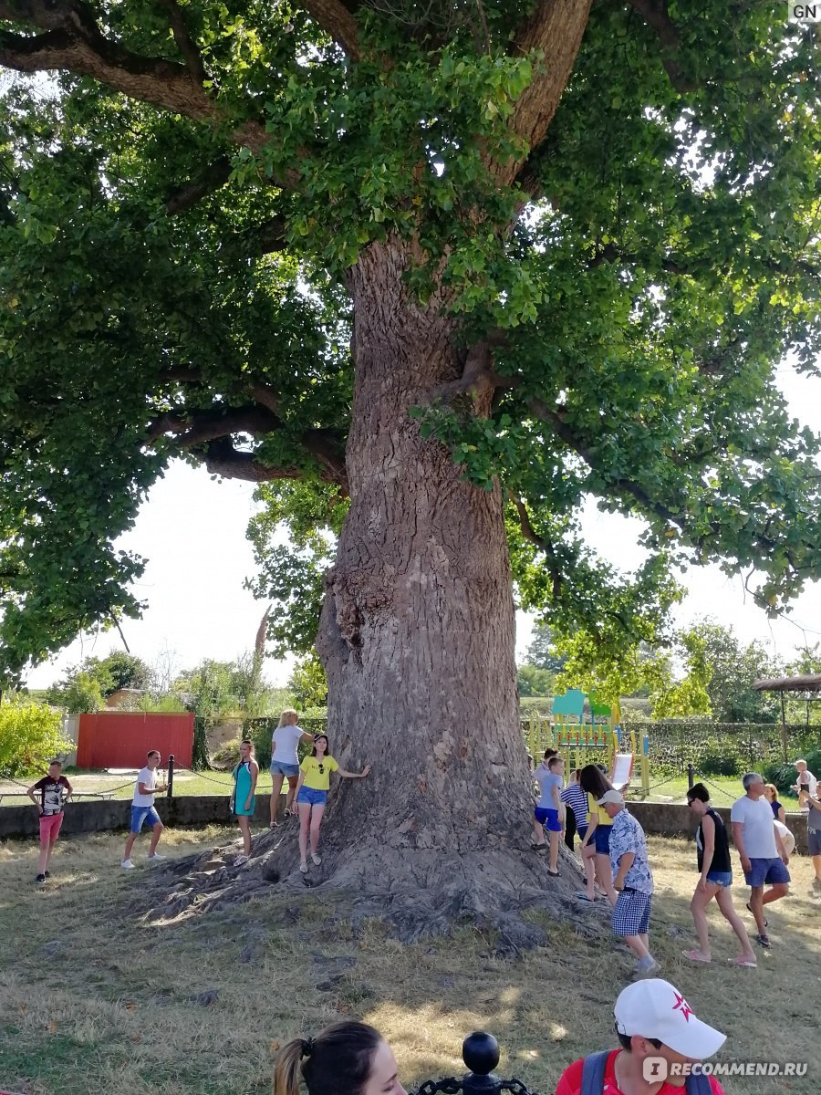 Экскурсии тюльпановое дерево Сочи