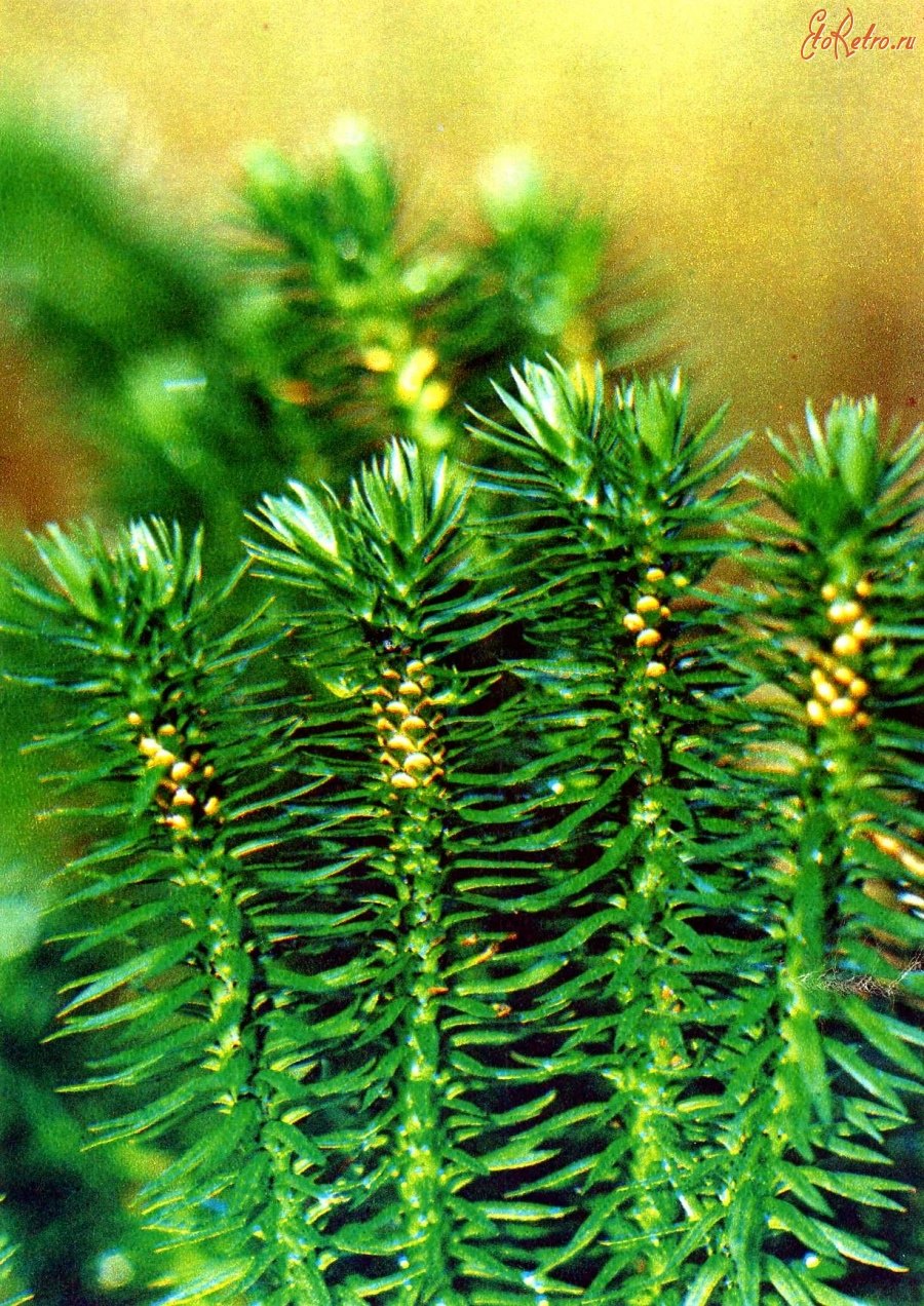 Баранец обыкновенный (Huperzia selago)