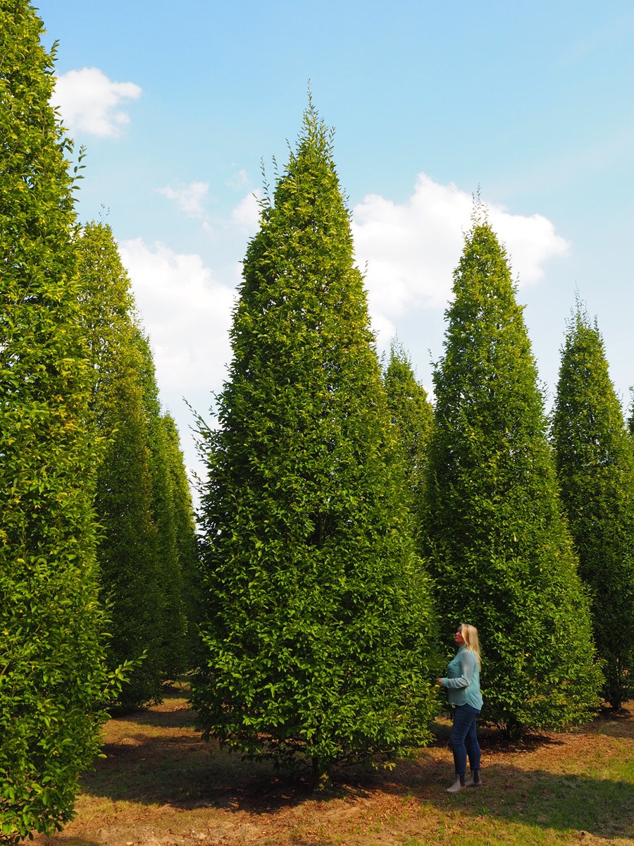 Граб обыкновенный форма кроны