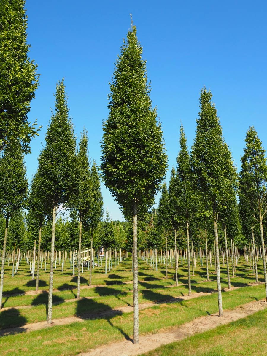 Граб обыкновенный Carpinus betulus