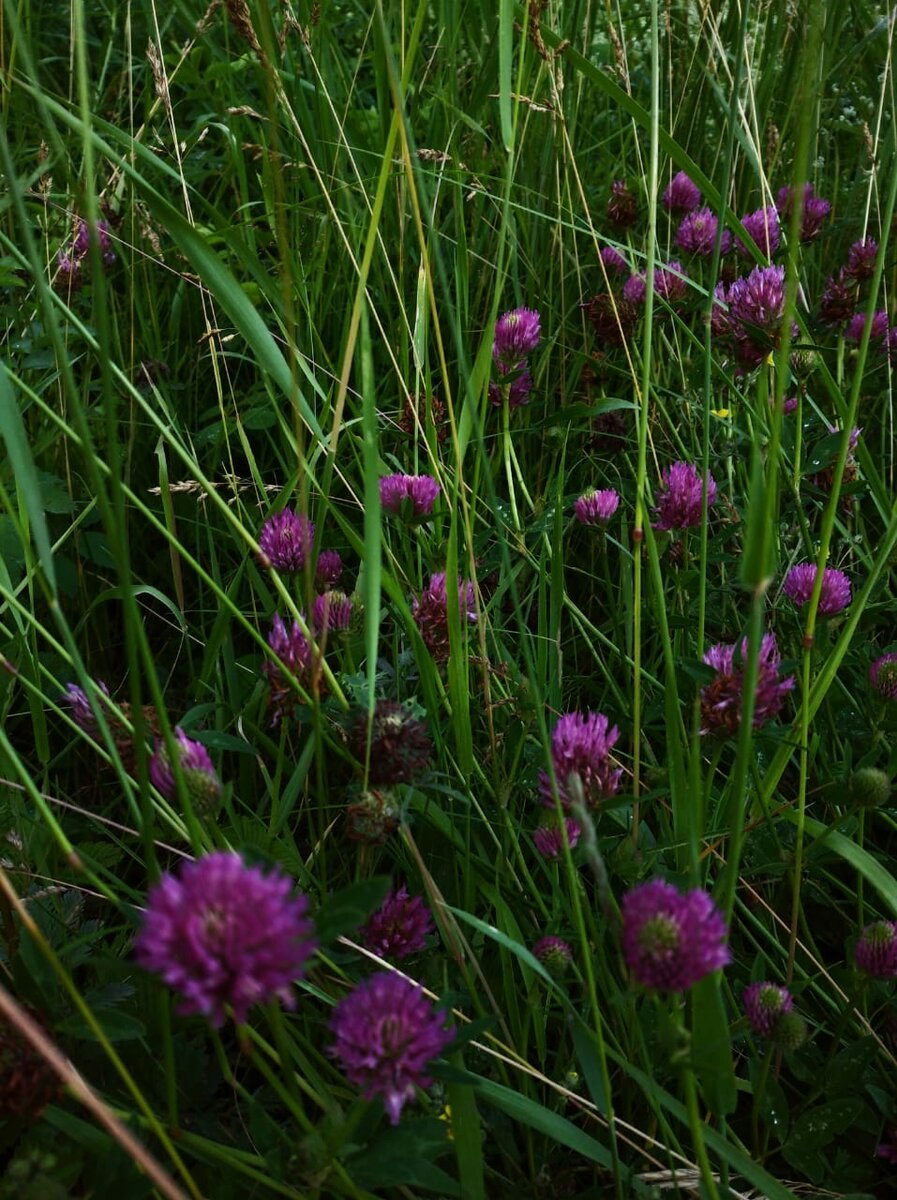 Медоносный Луговой Клевер