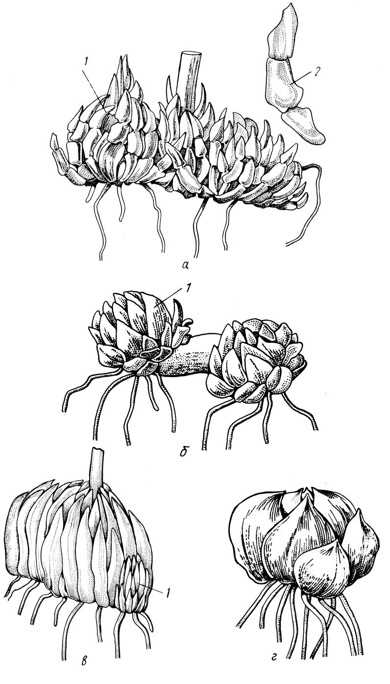 Parts of a Plant