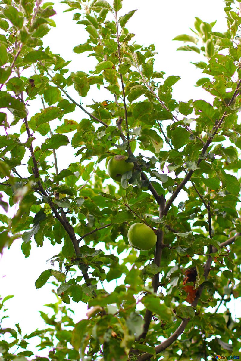 Толстая яблоня