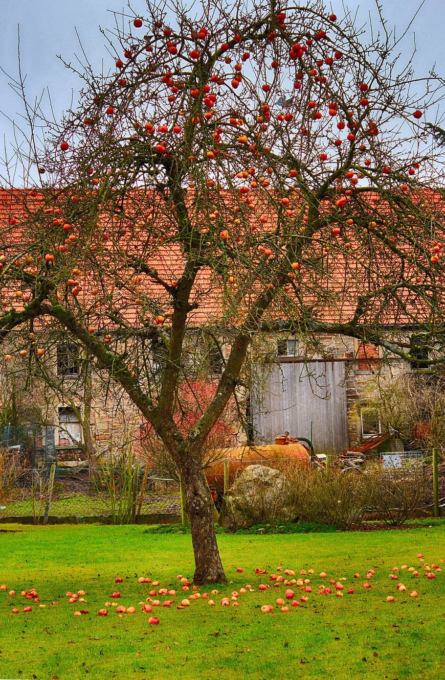 Яблоневое дерево для детей