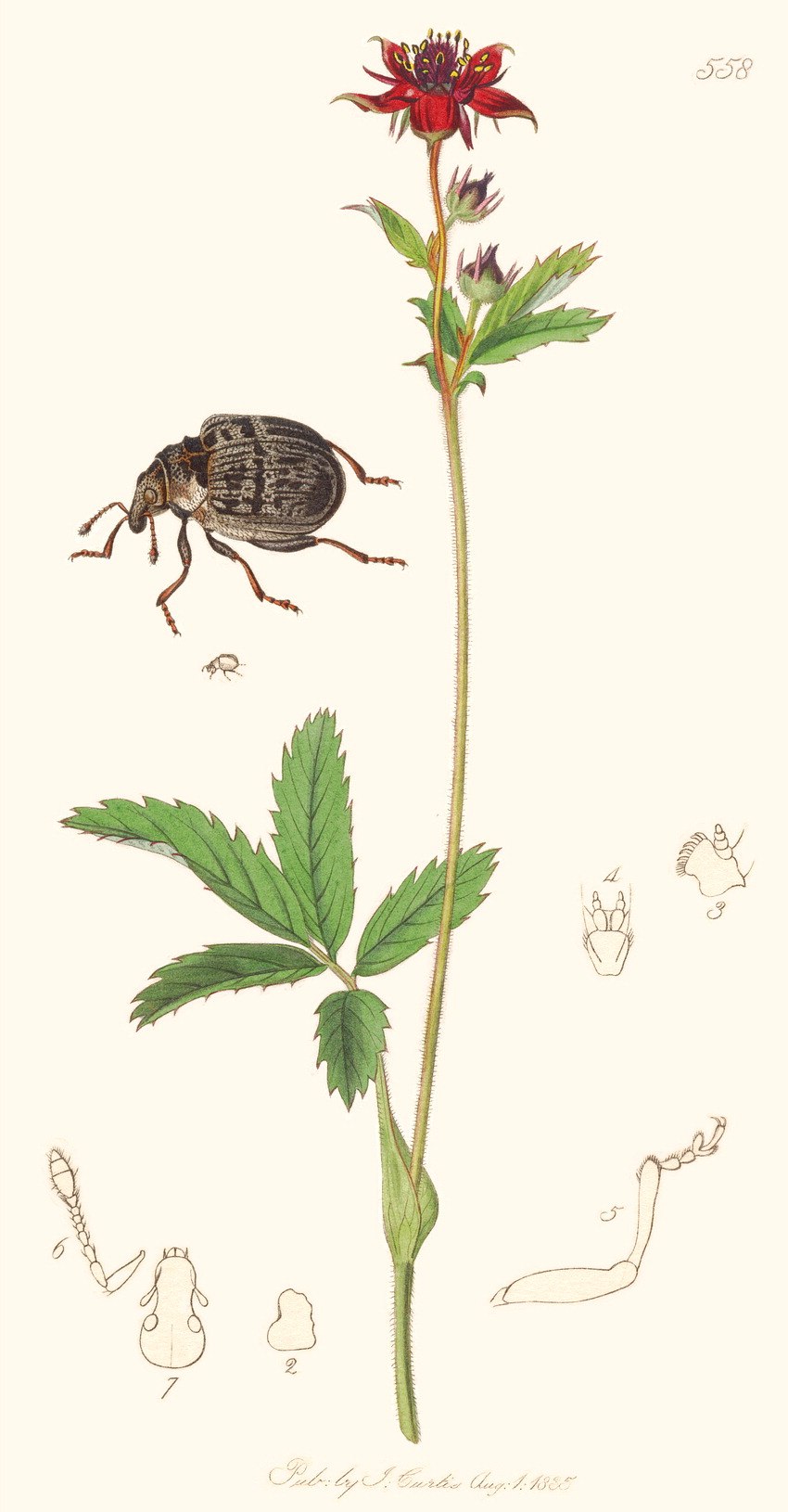 Сабельник болотный систематика