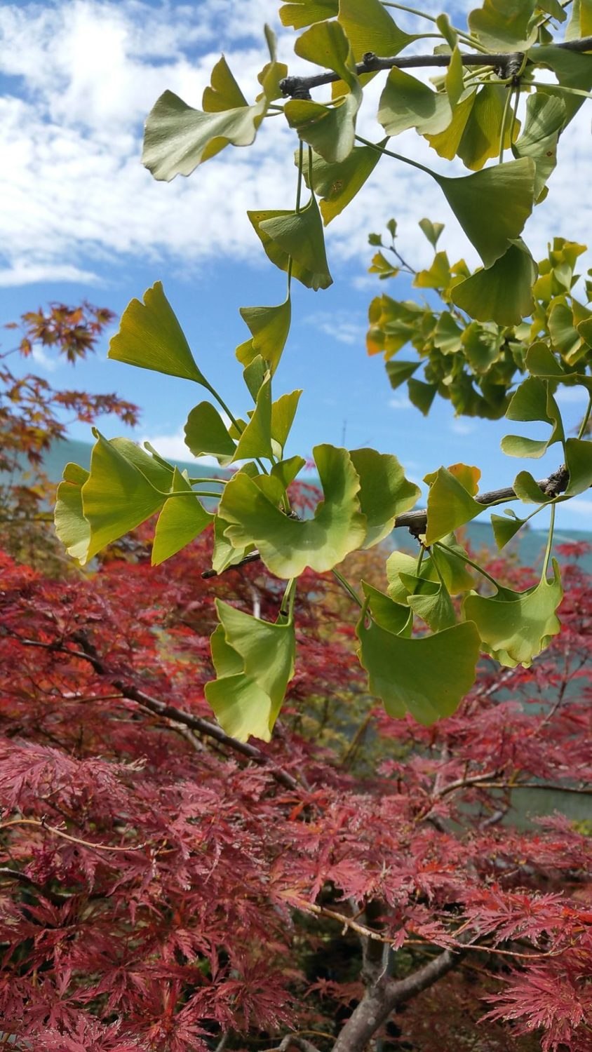 Гинкго Biloba troll