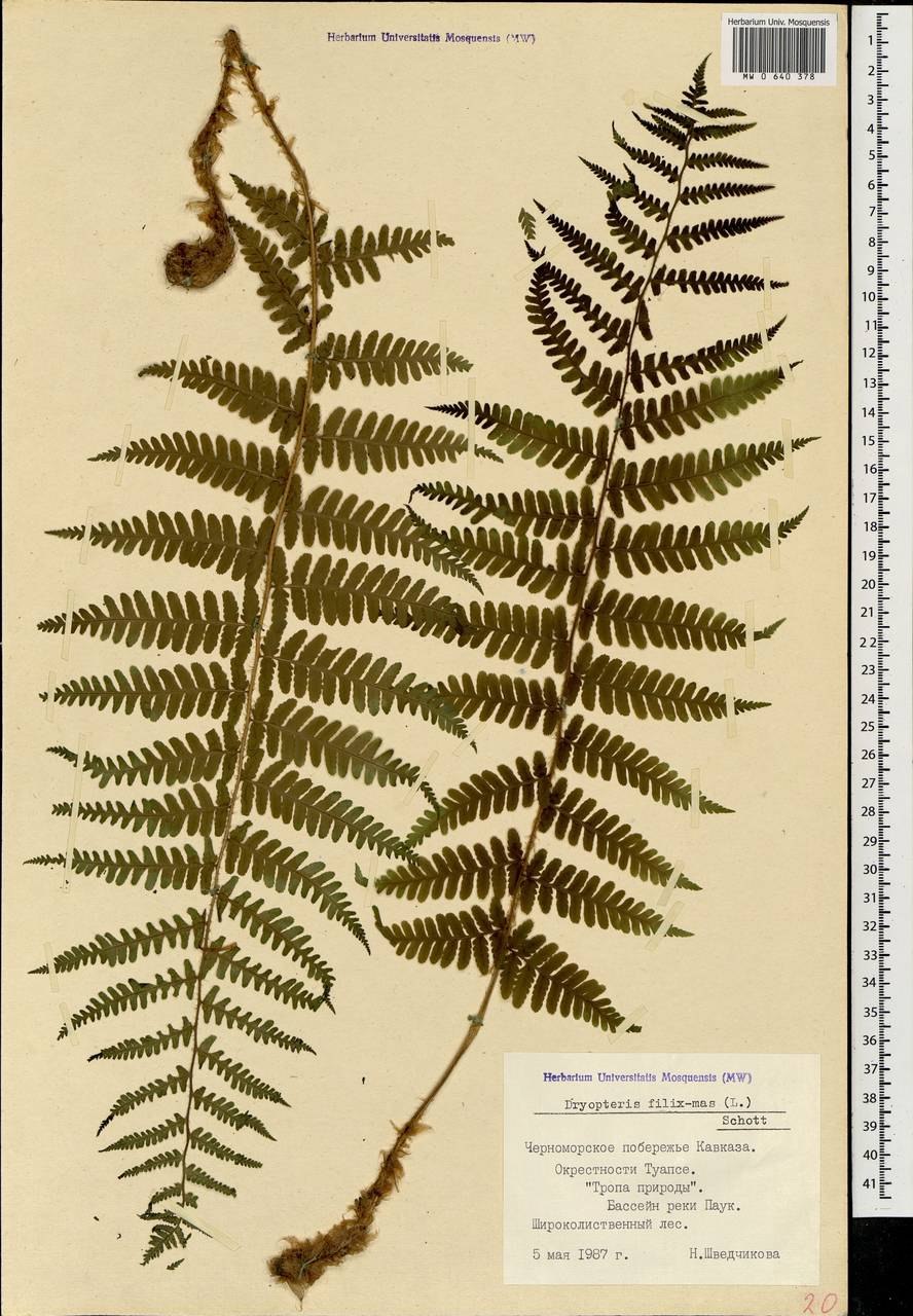 7. Щитовник мужской (dryopteris filix-mas)