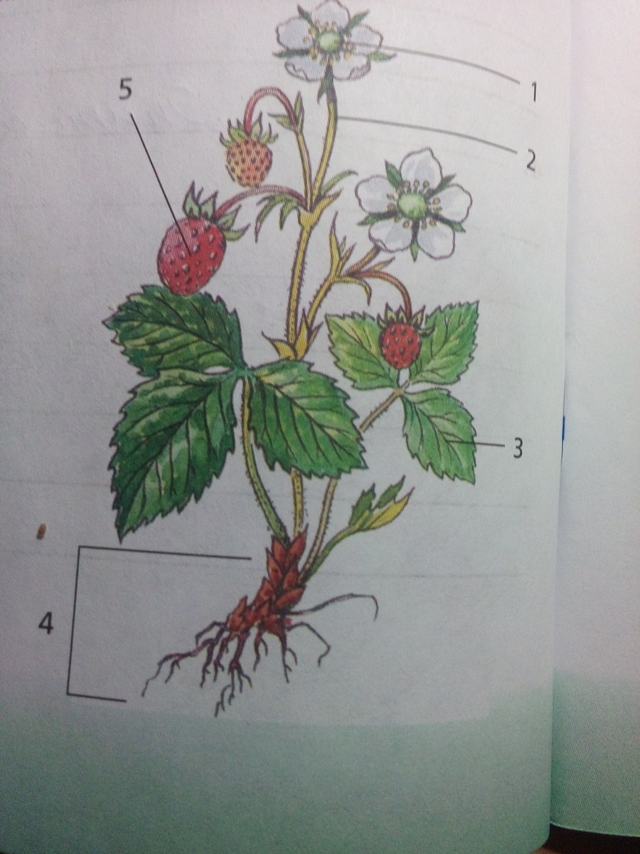 Схема строения растения для дошкольников