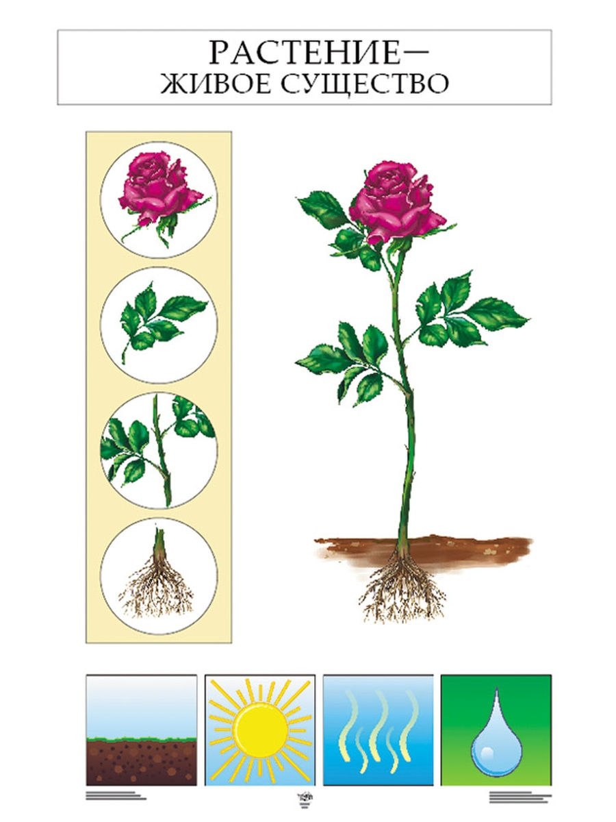 Название органов растений