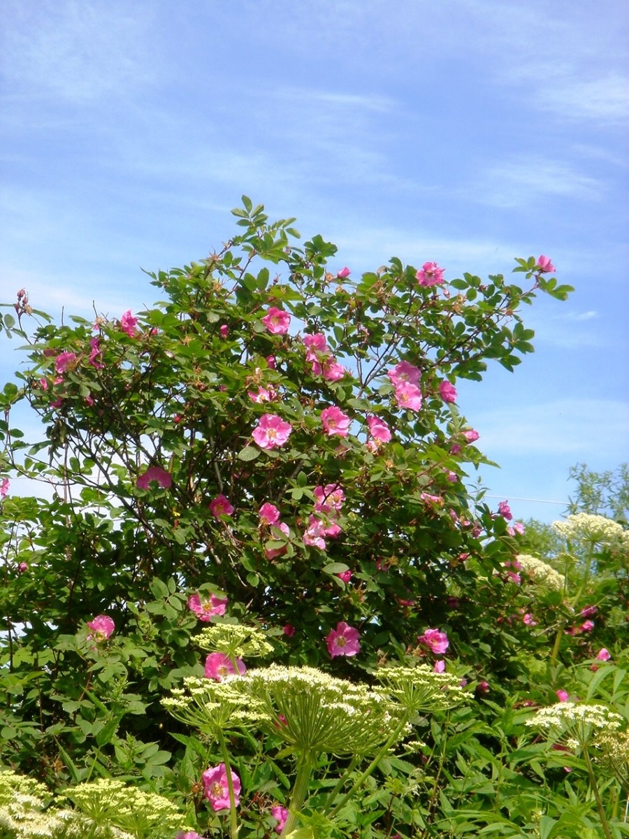 Дикая роза шиповник куст