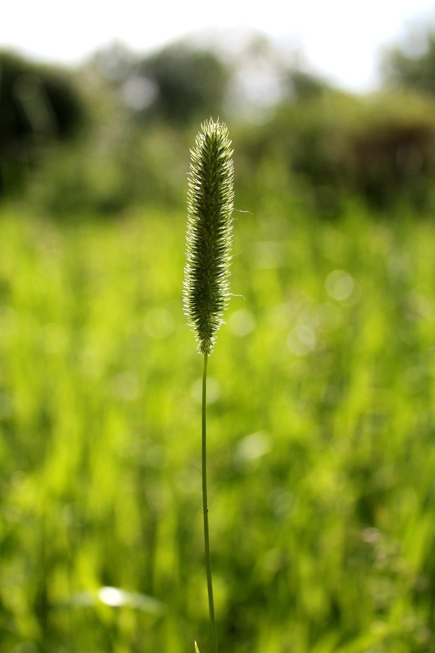 Phleum phleoides Тимофеевка Степная