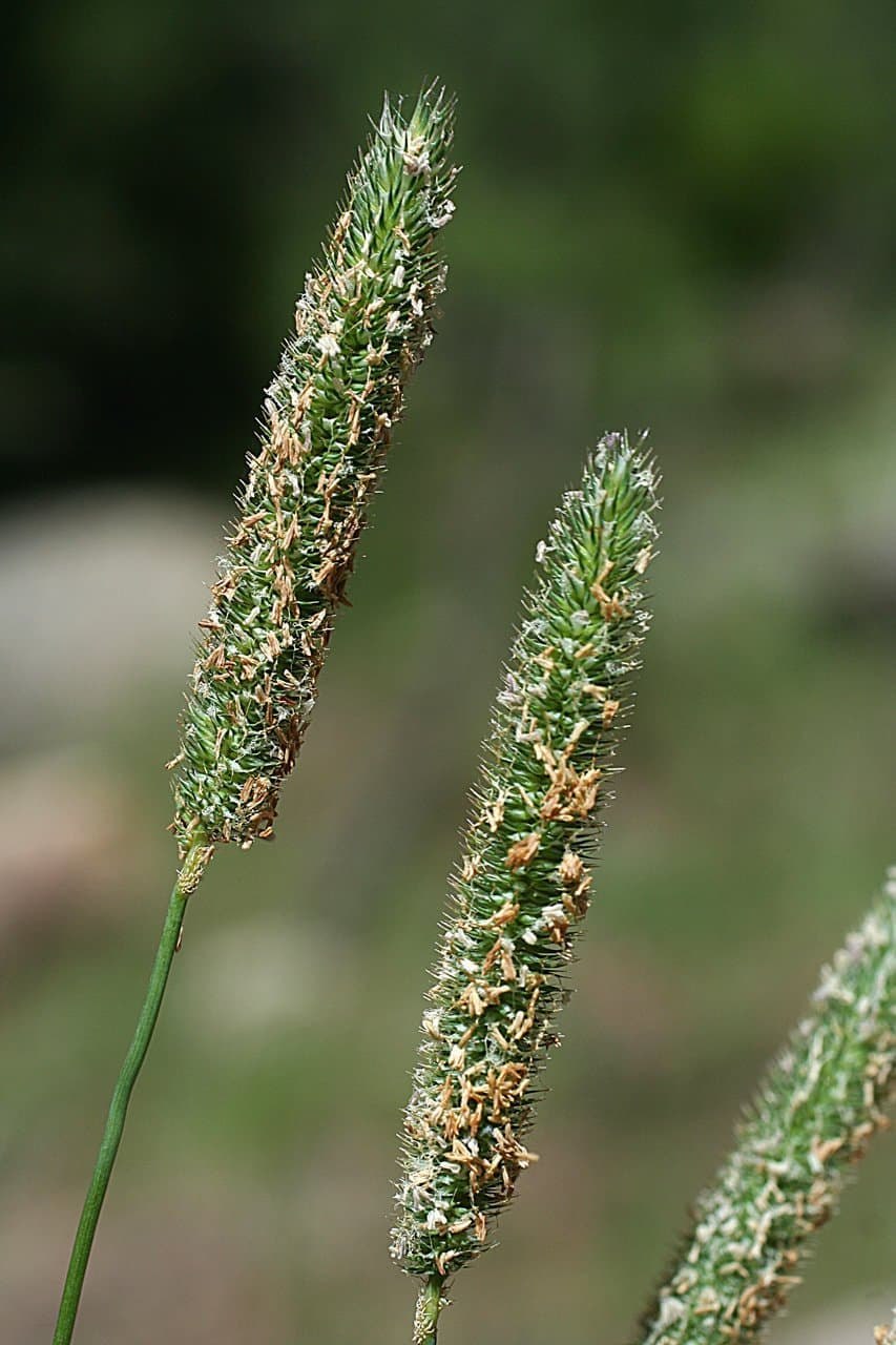 Лисохвост Луговой (Alopecurus pratensis).