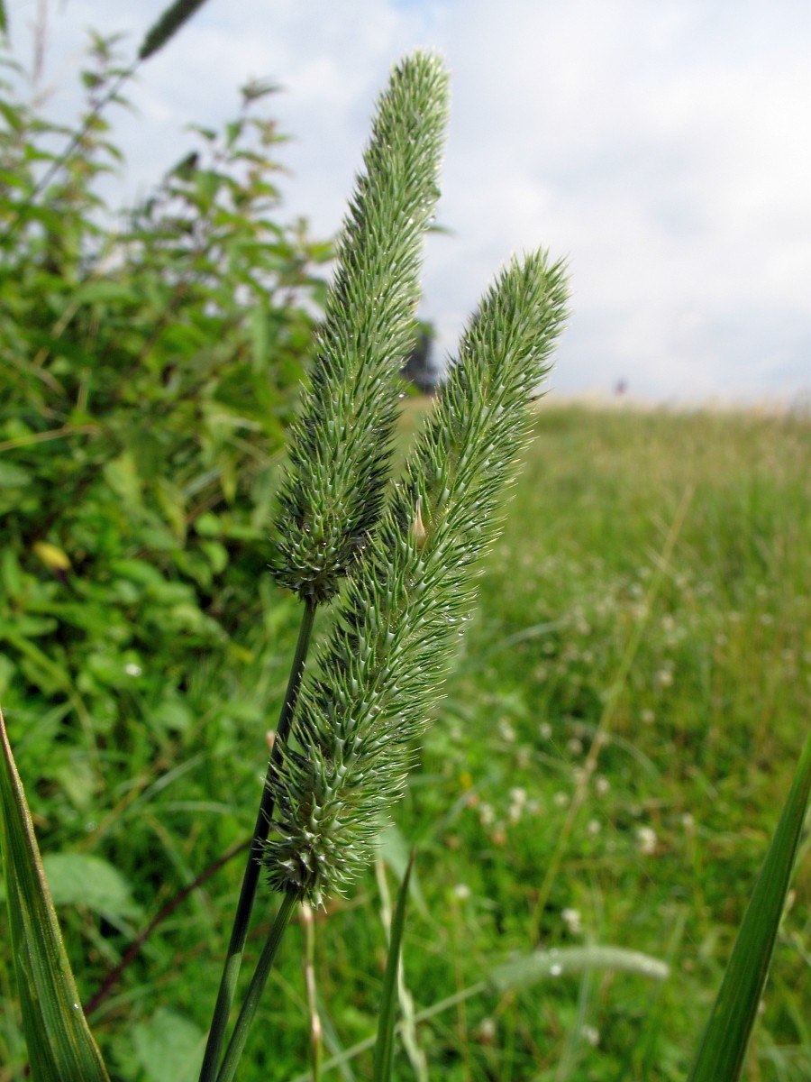 Тимофеевка (Phleum)