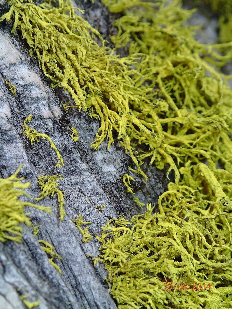 Лишайники анаэробные организмы