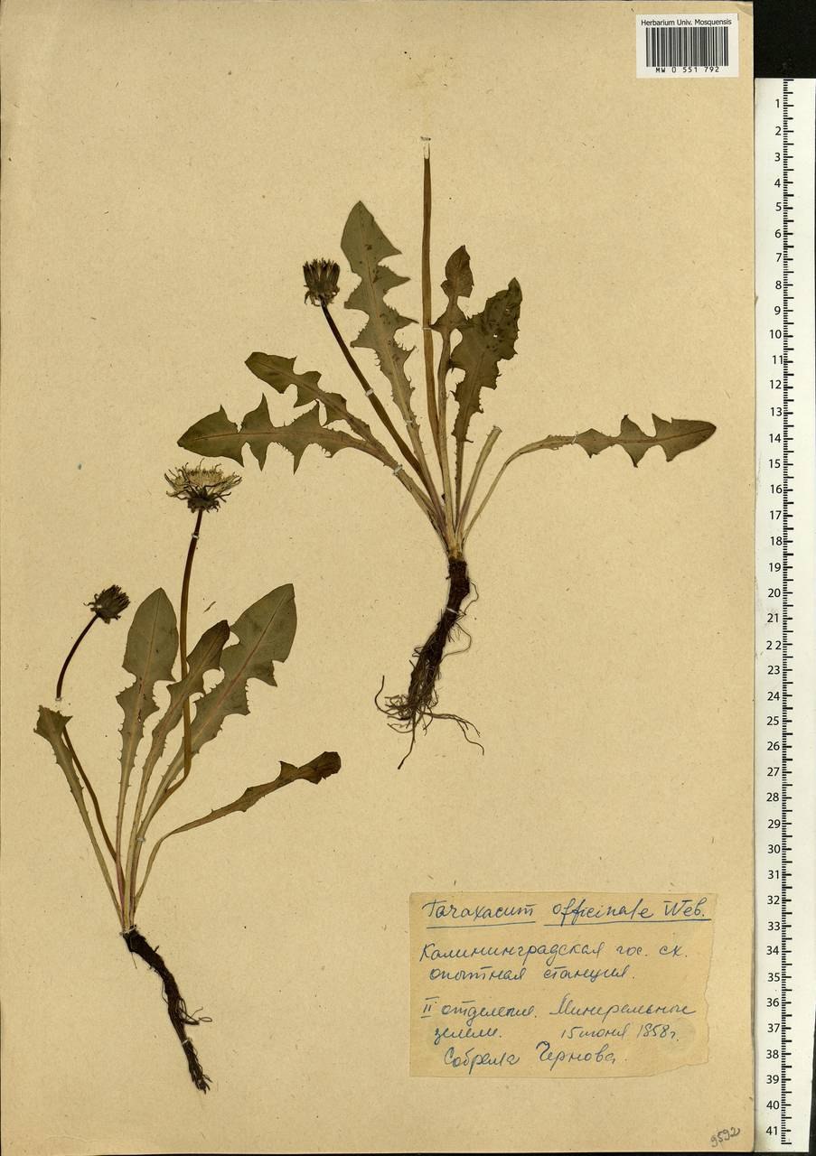 Семена одуванчика под микроскопом