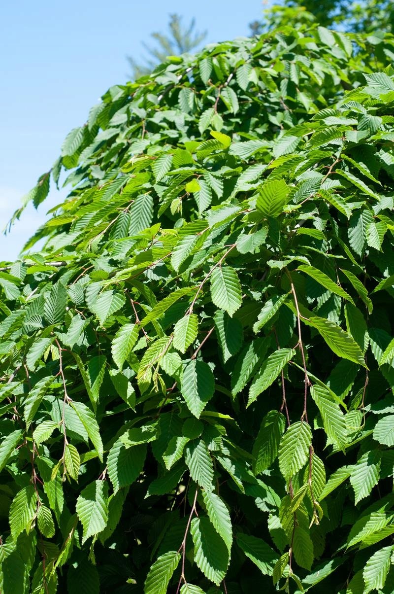 Граб обыкновенный Фастигиата