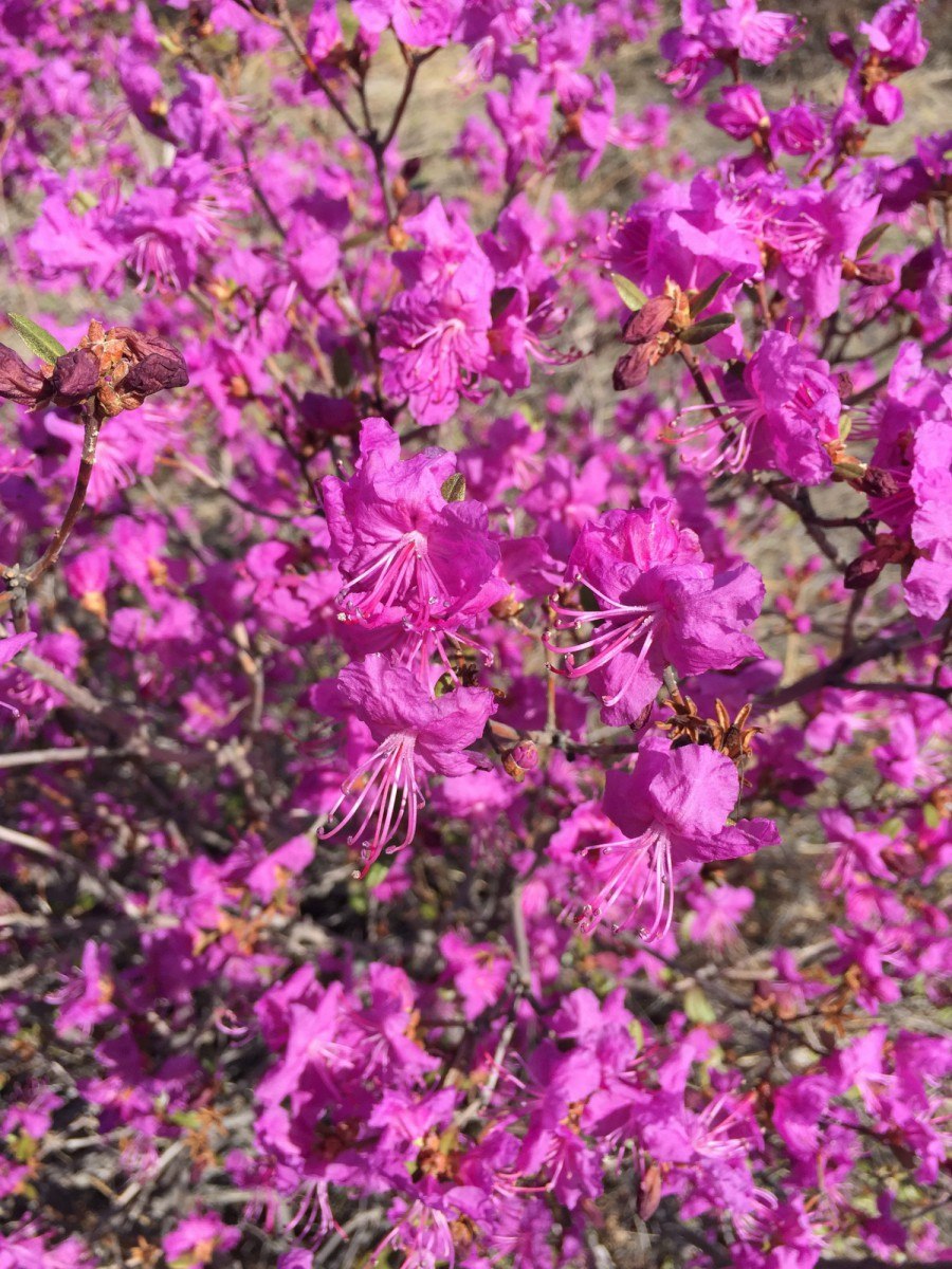 Рододендрон Даурский куст