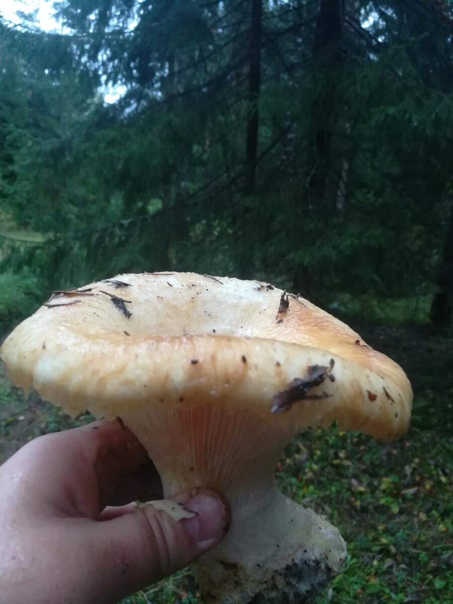 Скрипица млечник