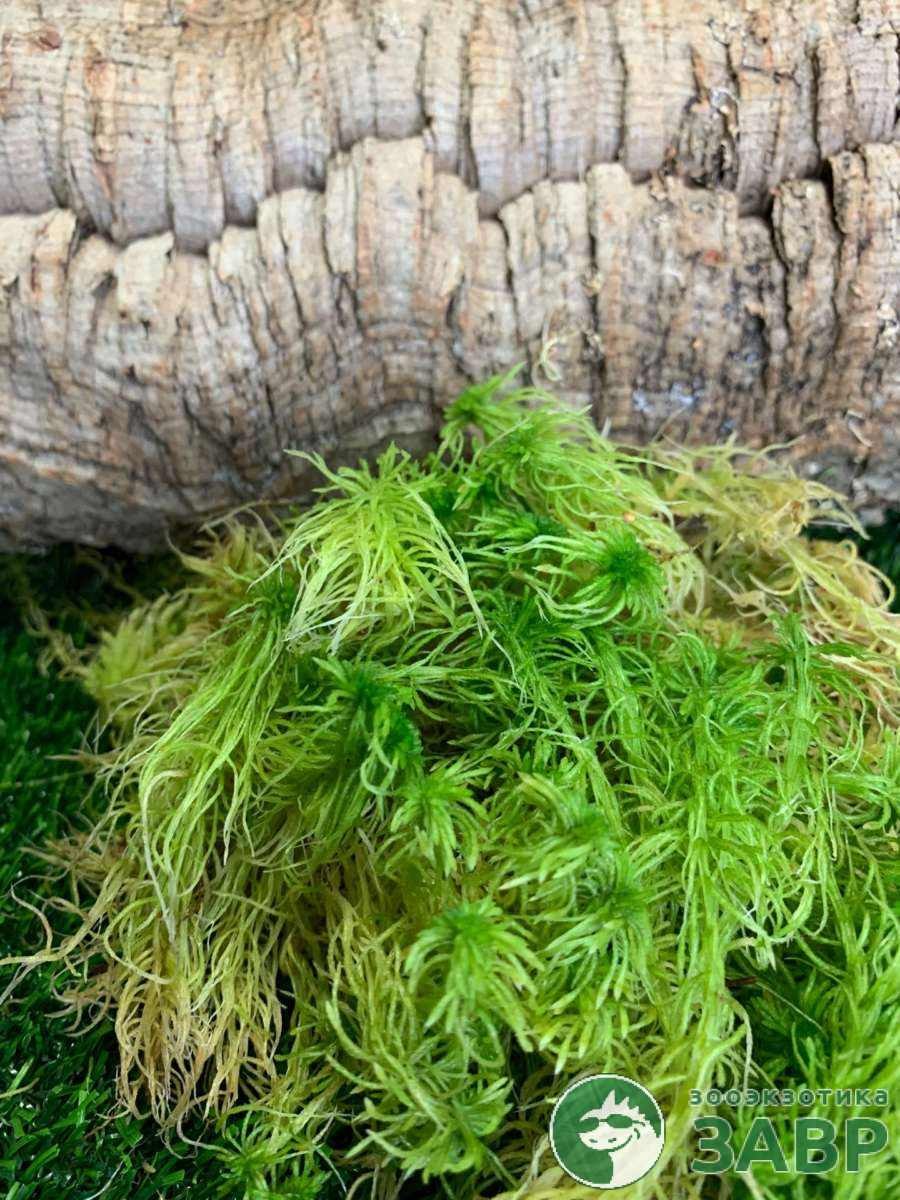 Сфагнум это водоросль