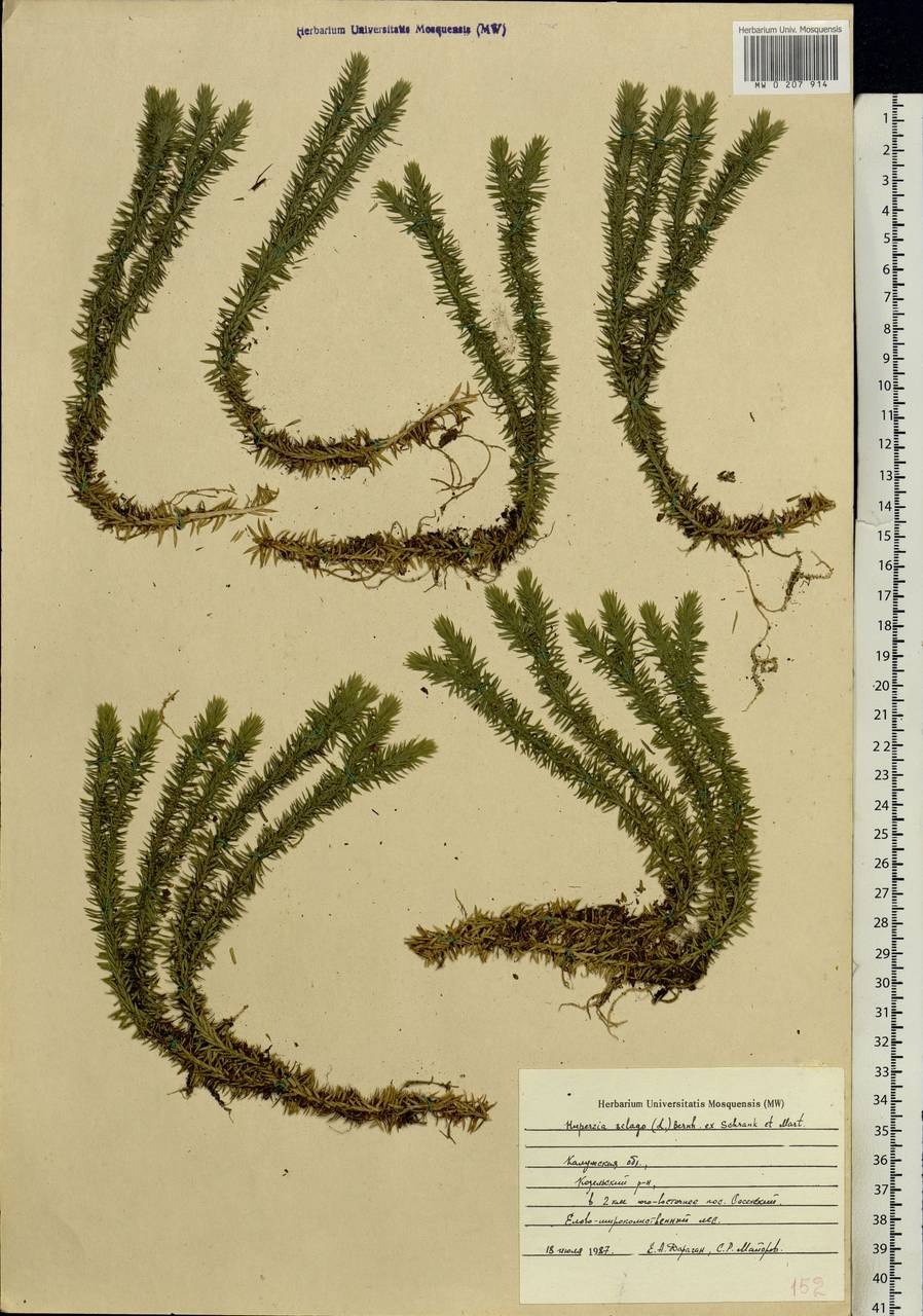 Плаун-Баранец Huperzia selago