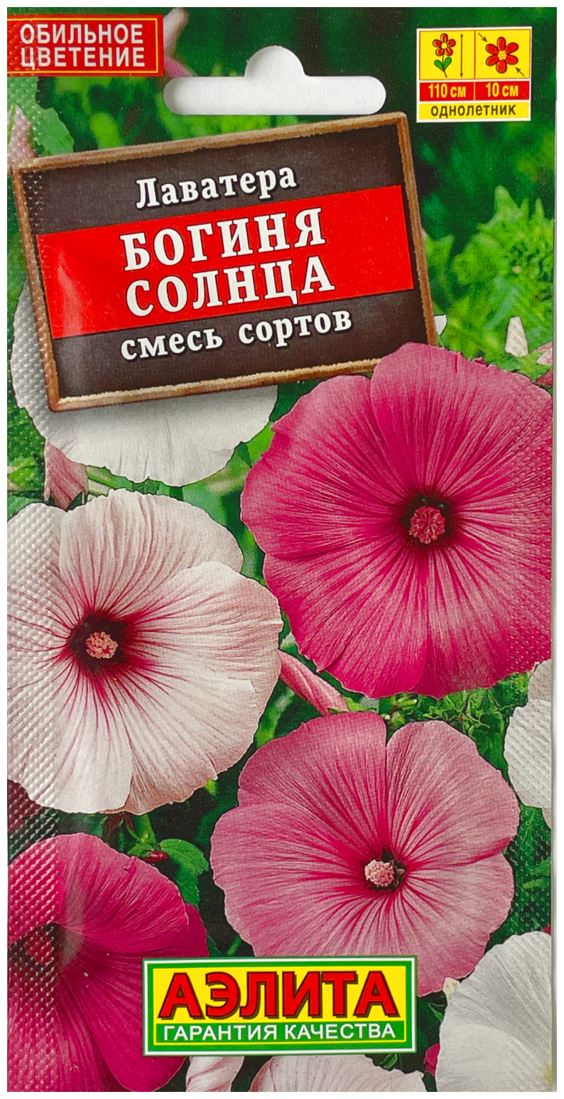 Лаватера бордовая