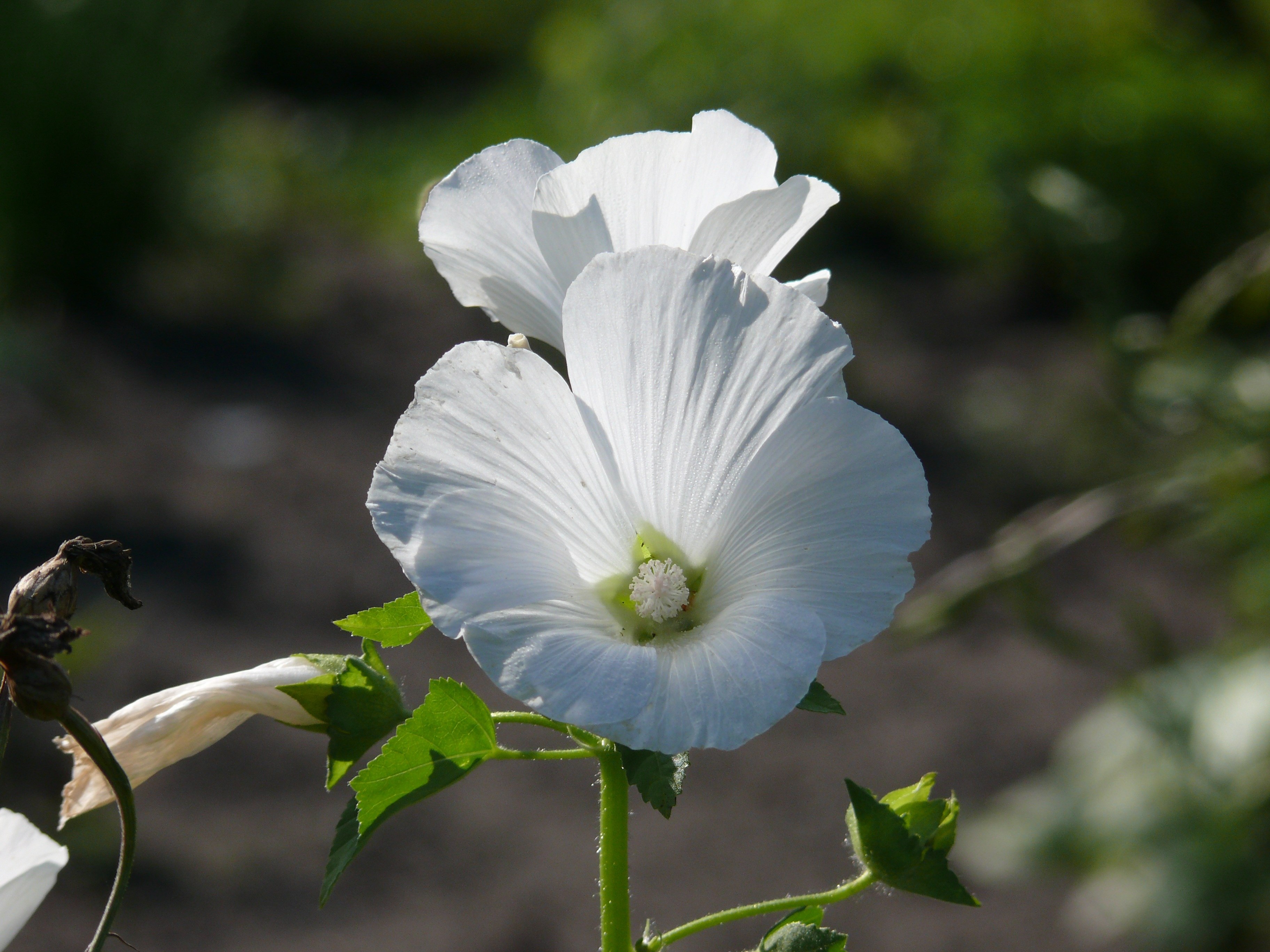 White plant. Лаватера тюрингенская белая. Мальва лаватера. Лаватера хатьма. Лаватера цветок белая.