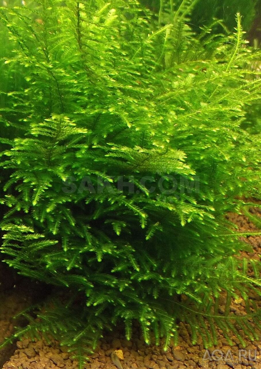 Криптокорина Вендта Нана