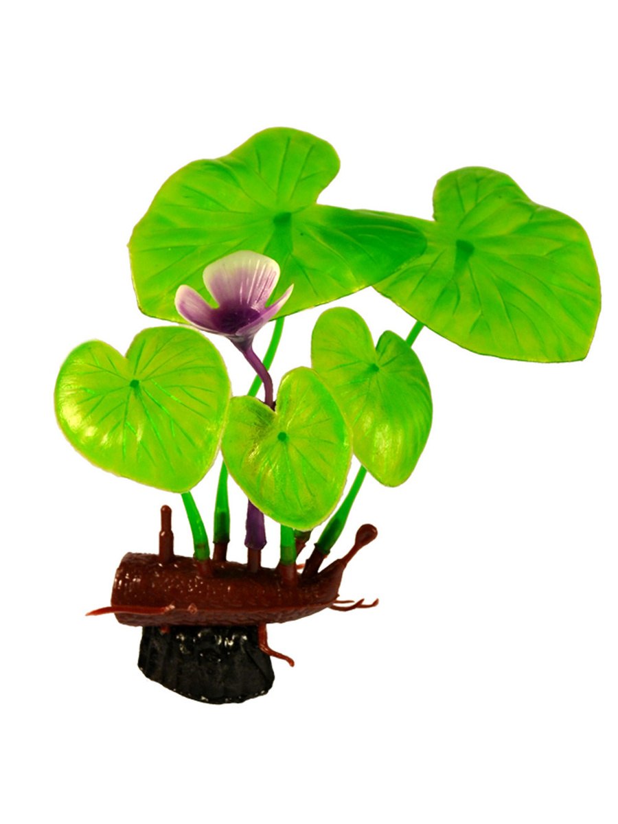 Нимфея микранта живородящая