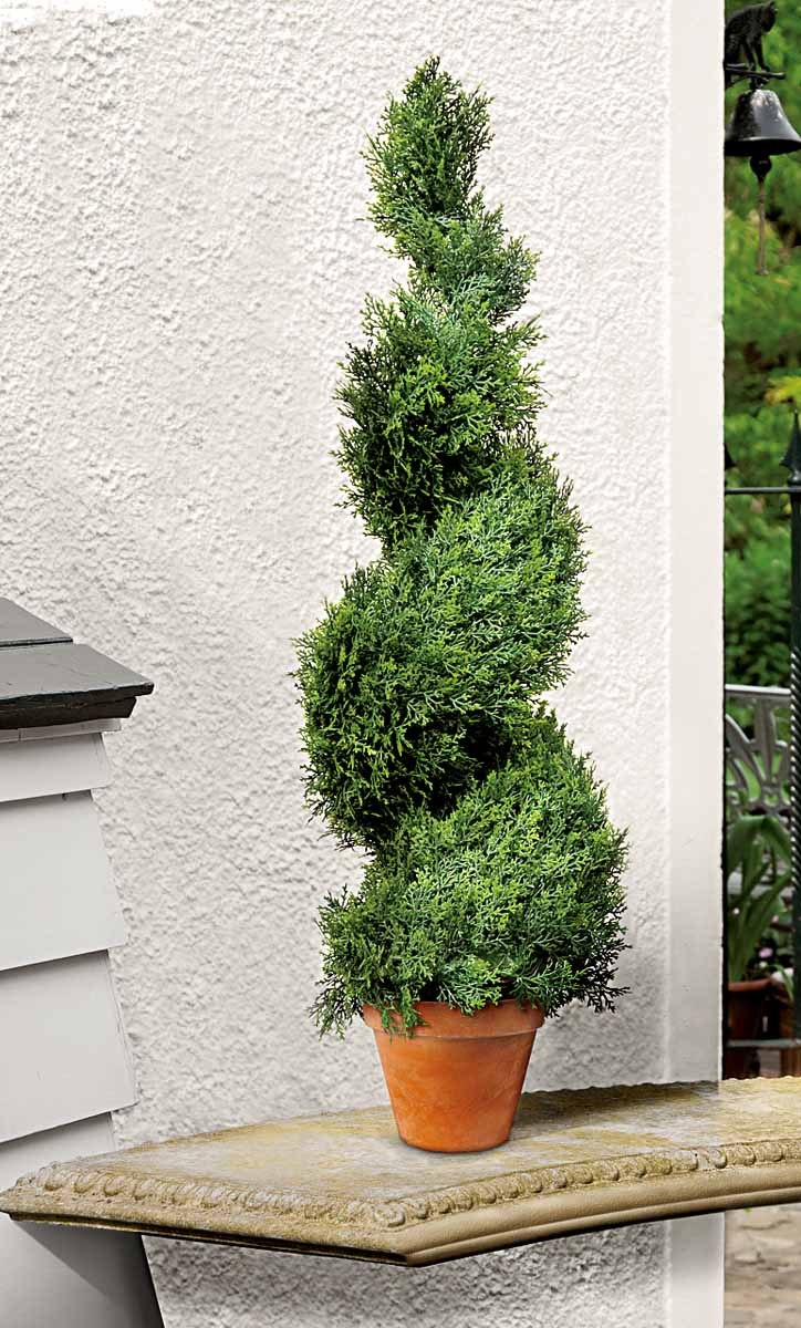 Туя Купрессус