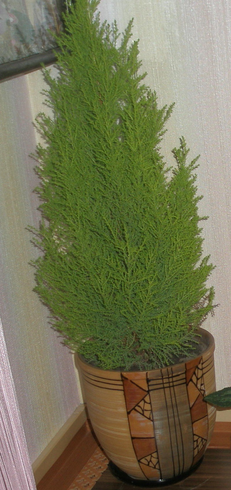 Кипарисовые растения домашние