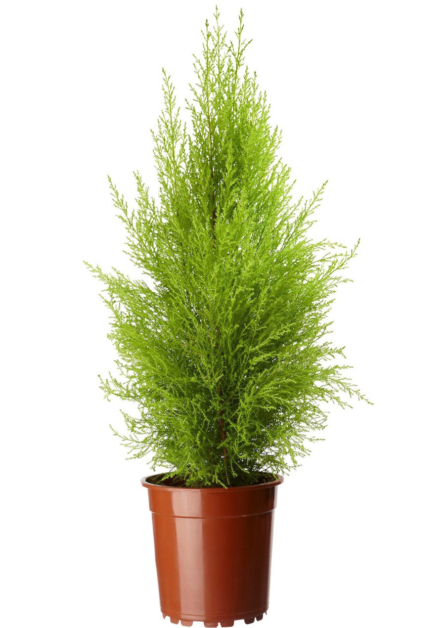 Кипарисовик Купрессус