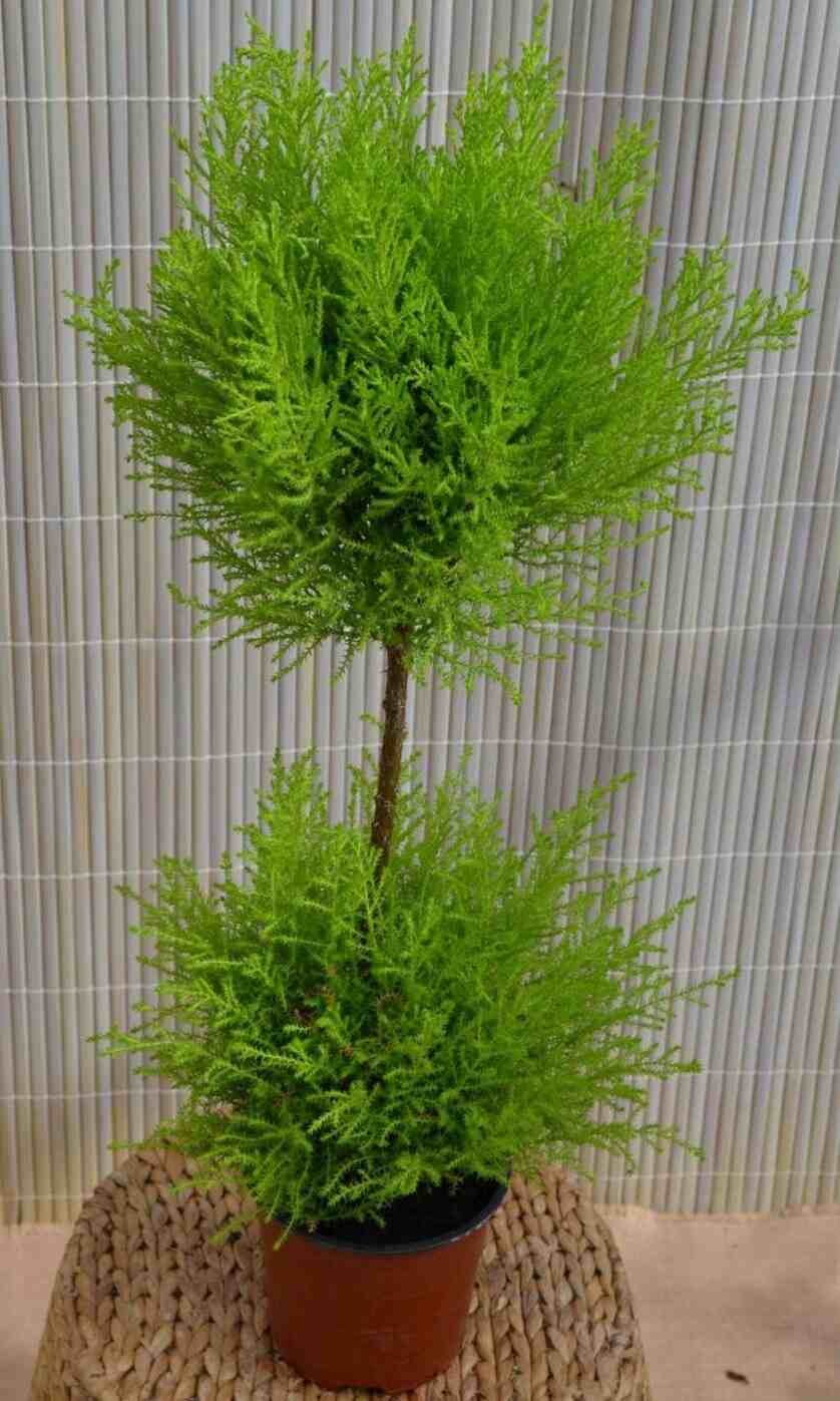 Кипарисовик Лавсона Элвуди