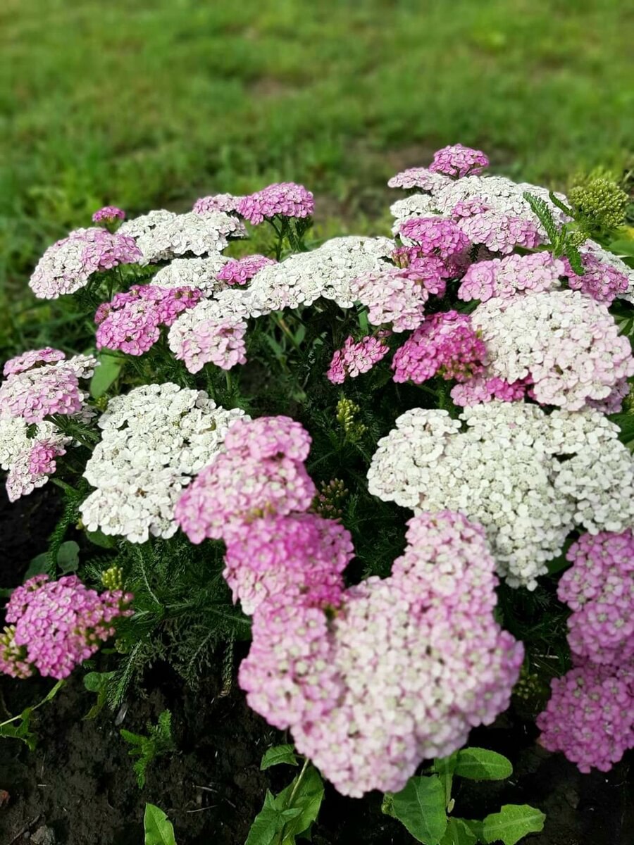 Тысячелистник декоративный